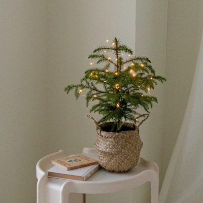 [크리스마스 한정판매] 오브제그린 Christmas tree 생나무 크리스마스 트리 set (전구포함, 한정수량)