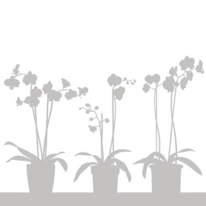 LADP - Orchids in pots Protection Film