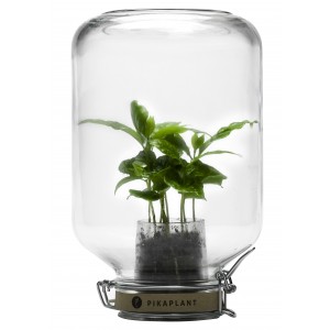 Jar Self-sufficient greenhouse - Plant included